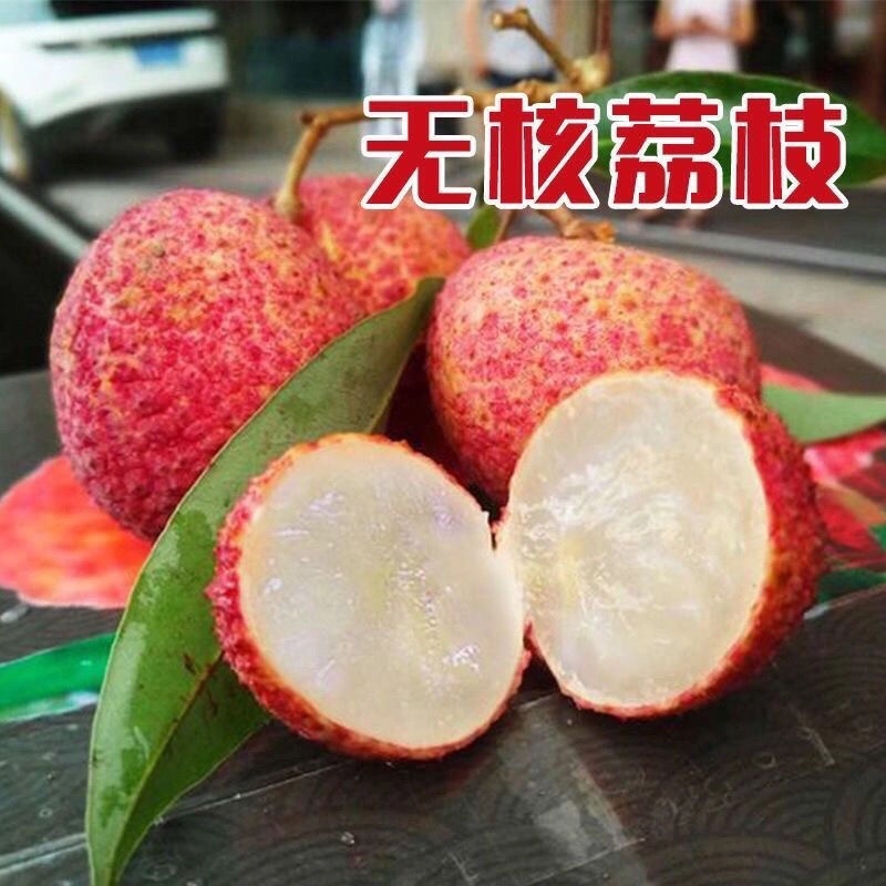 荔枝树苗