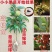 荔枝树苗