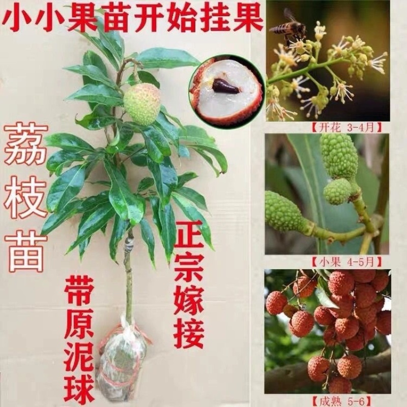 荔枝树苗