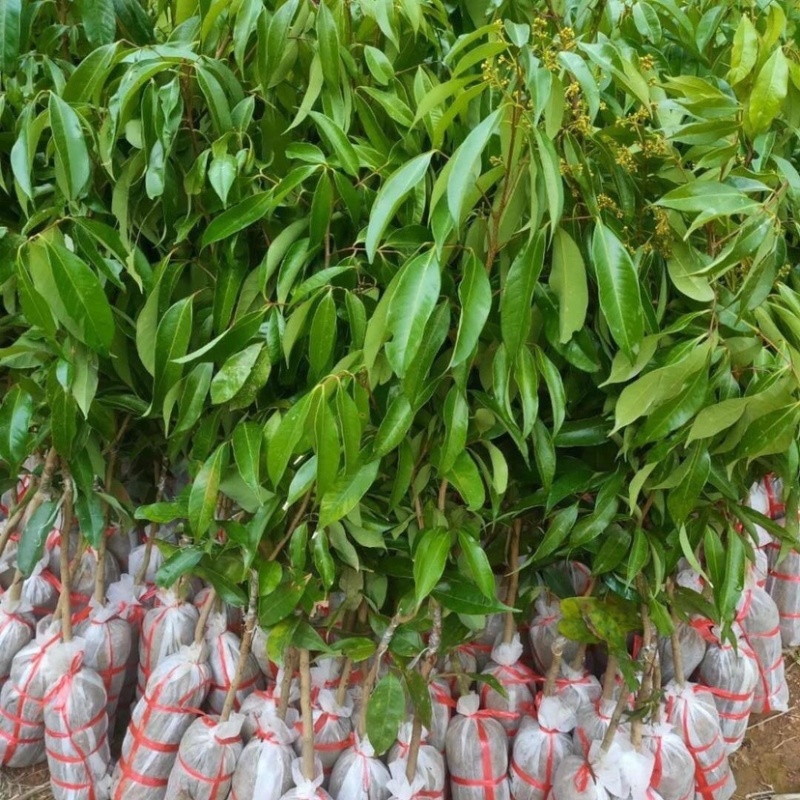 荔枝树苗