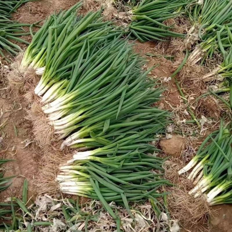 精品菏泽分葱