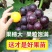 葡萄树苗