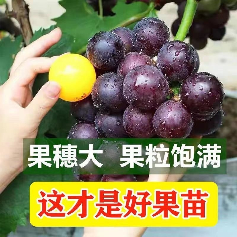 葡萄树苗