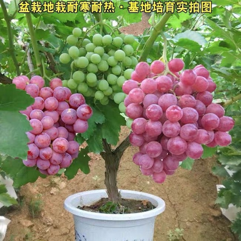 葡萄树苗