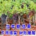 葡萄树苗