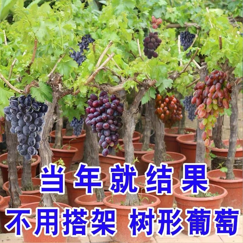 葡萄树苗