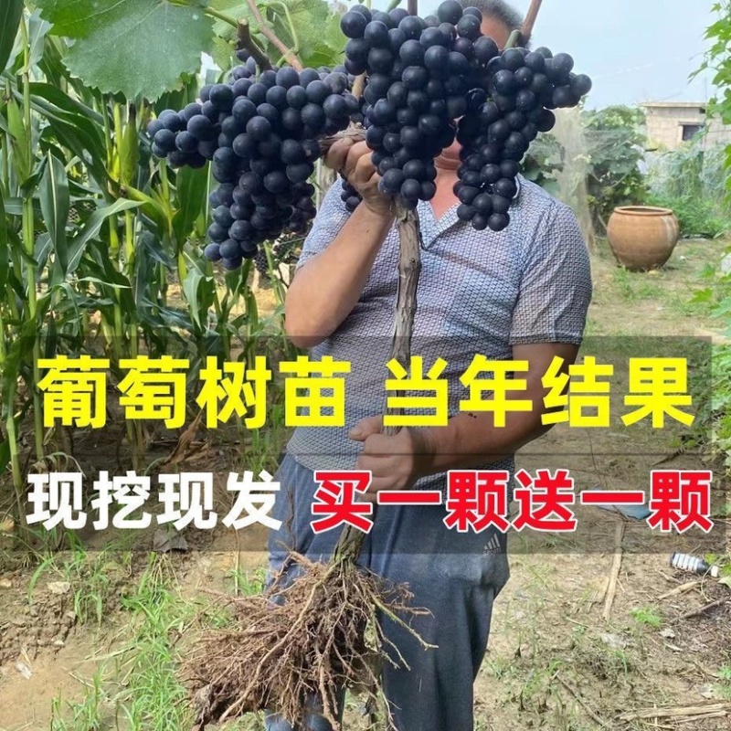 葡萄树苗
