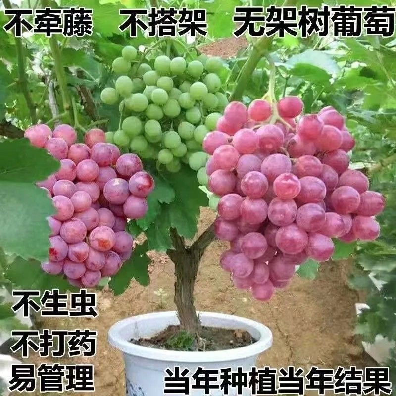 葡萄树苗