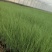 粉黛乱子草耐寒耐旱，多年生草本尖峰花卉基地供应