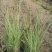 粉黛乱子草耐寒耐旱，多年生草本尖峰花卉基地供应