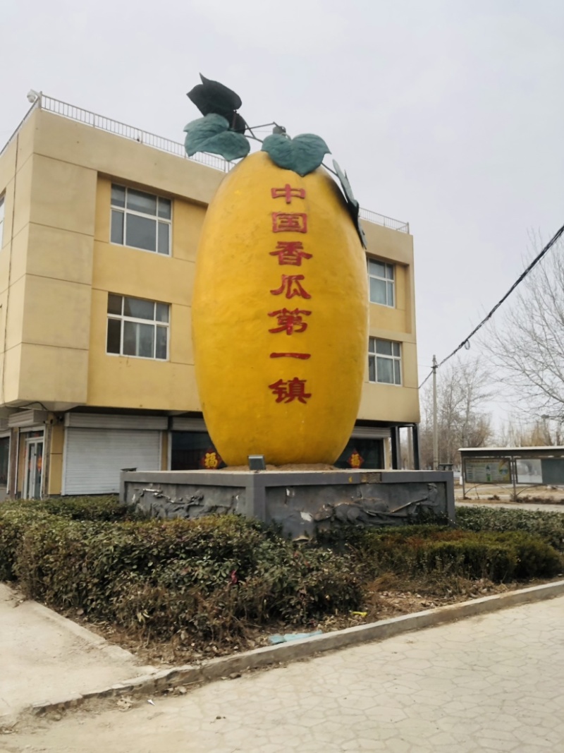 🔥万亩甜瓜园久瑞红甜瓜高糖度实力供应商超批发零售🤝