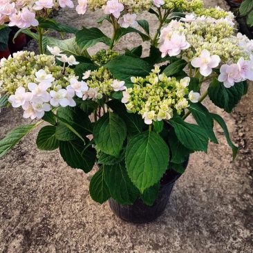 园林景观八仙花绣球花期长品种多规格多诚信经营