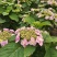园林景观八仙花绣球花期长品种多规格多诚信经营