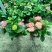 园林景观八仙花绣球花期长品种多规格多诚信经营