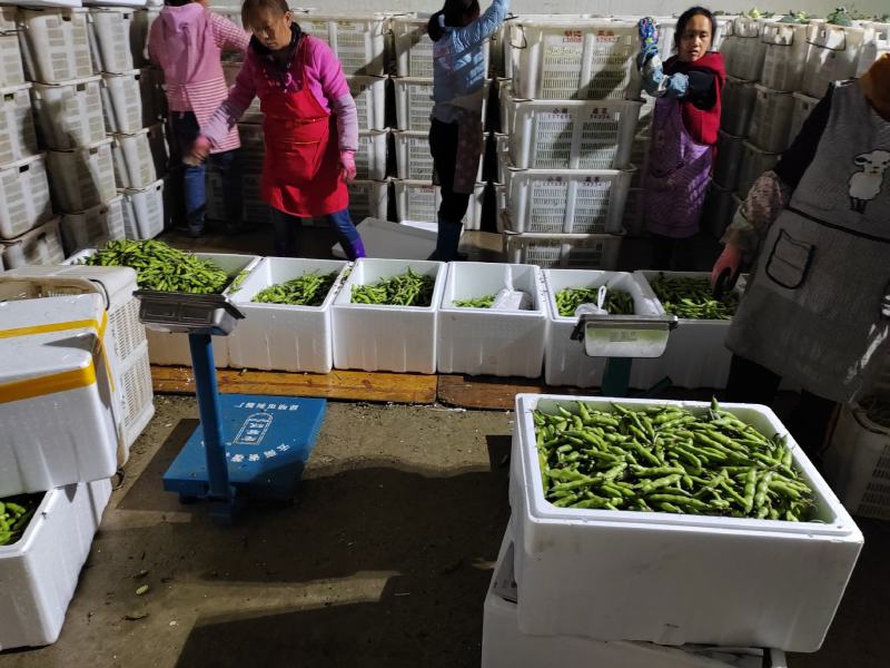 长寿仁豌豆，青豌豆，大量供应，走车价，可按要求包装