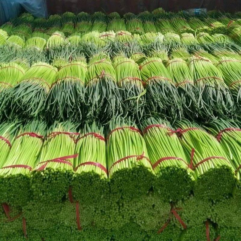 精品红帽蒜苔，货源稳定，产地直发对接全国市场（电商）
