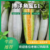 🔥万亩甜瓜园博洋61羊角蜜甜瓜高糖实力供应批发商超零售