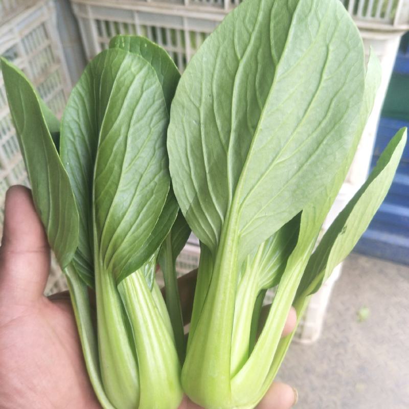 青菜，南通上海青，常年不断货，产地直发，价格优惠