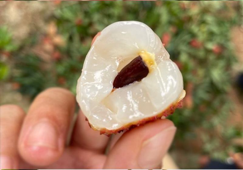 大量出售仙进奉荔枝苗带绿荔枝苗桂味荔枝苗冰荔苗