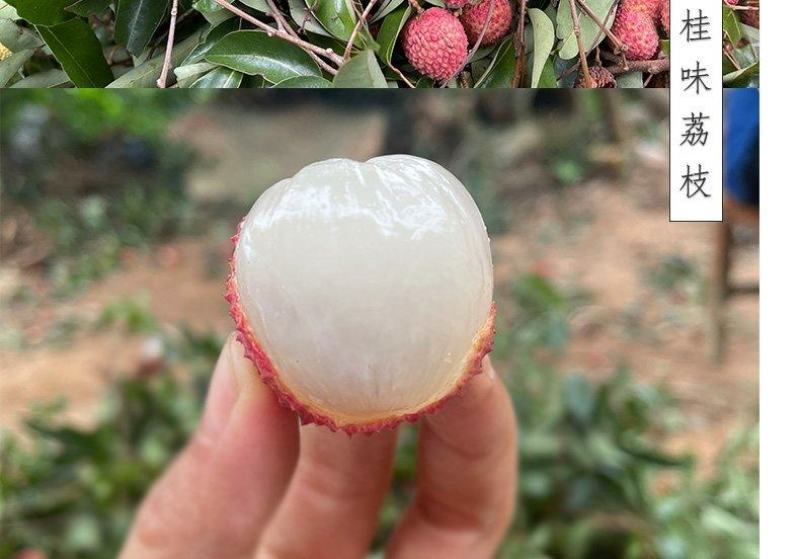 大量出售仙进奉荔枝苗带绿荔枝苗桂味荔枝苗冰荔苗