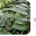 大量出售仙进奉荔枝苗带绿荔枝苗桂味荔枝苗冰荔苗