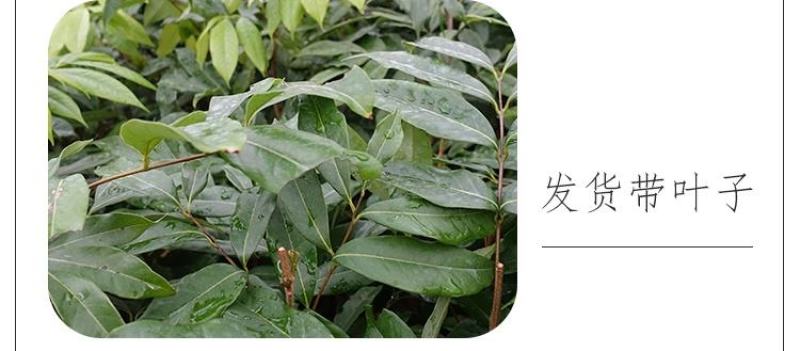 大量出售仙进奉荔枝苗带绿荔枝苗桂味荔枝苗冰荔苗