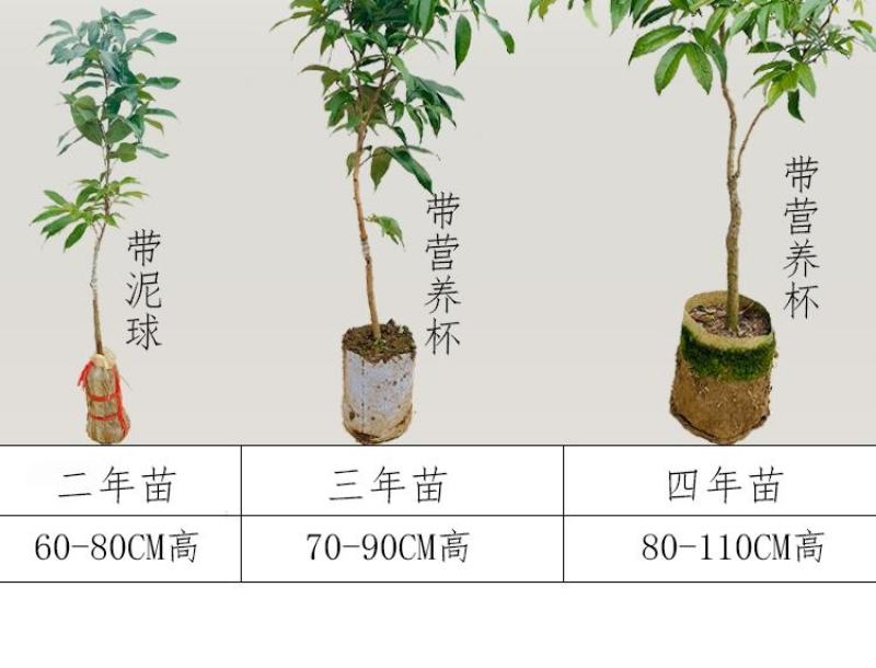 大量出售仙进奉荔枝苗带绿荔枝苗桂味荔枝苗冰荔苗