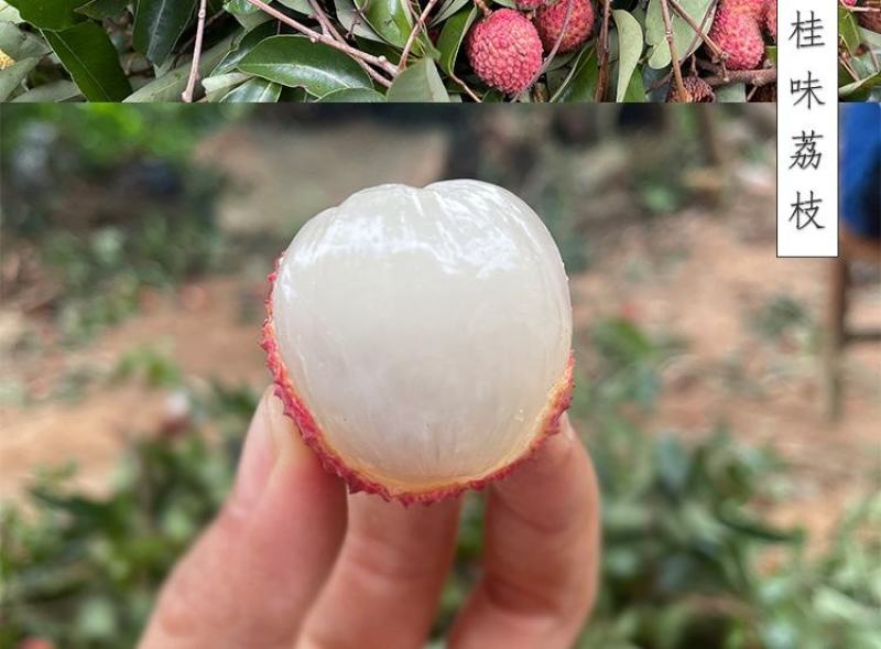 大量出售仙进奉荔枝苗带绿荔枝苗桂味荔枝苗冰荔苗