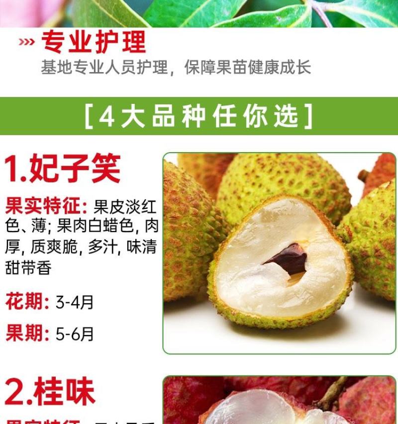 大量出售仙进奉荔枝苗带绿荔枝苗桂味荔枝苗冰荔苗