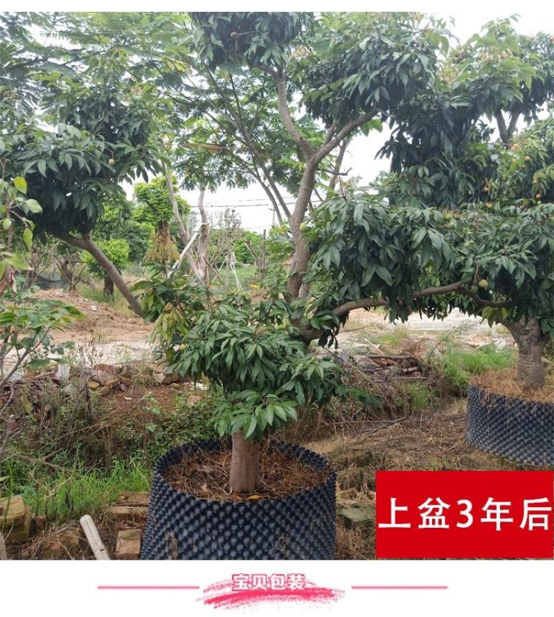 大量出售仙进奉荔枝苗带绿荔枝苗桂味荔枝苗冰荔苗