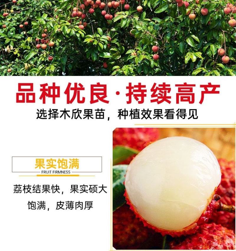 大量出售仙进奉荔枝苗带绿荔枝苗桂味荔枝苗冰荔苗