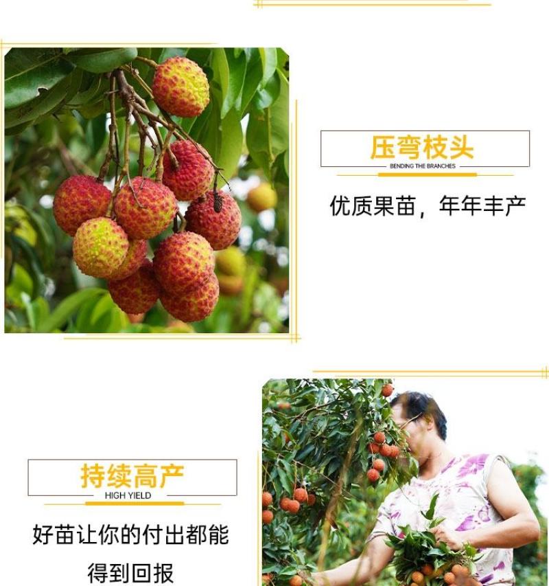 大量出售仙进奉荔枝苗带绿荔枝苗桂味荔枝苗冰荔苗