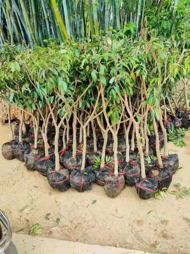 大量出售仙进奉荔枝苗带绿荔枝苗桂味荔枝苗冰荔苗