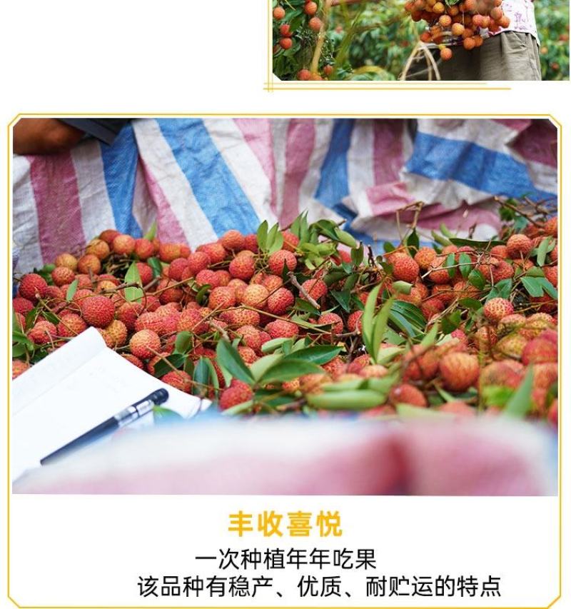 大量出售仙进奉荔枝苗带绿荔枝苗桂味荔枝苗冰荔苗