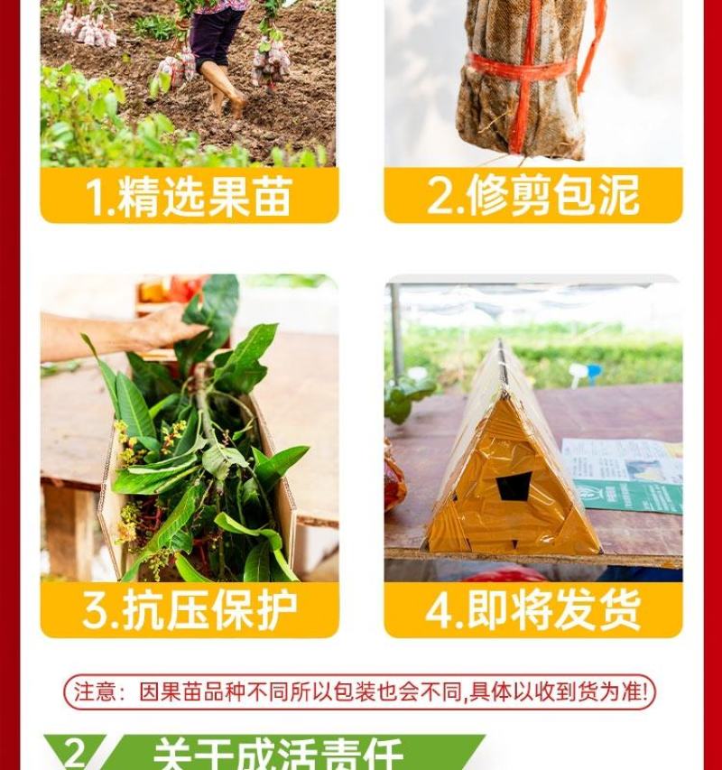 大量出售仙进奉荔枝苗带绿荔枝苗桂味荔枝苗冰荔苗