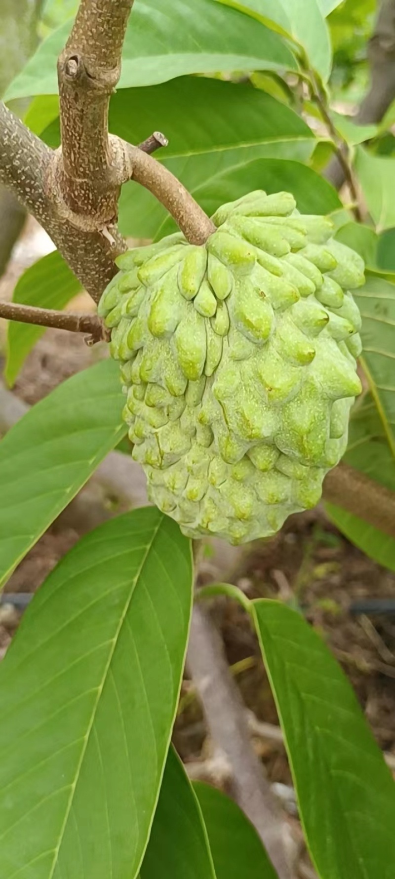 【释迦果】广东茂名电白释迦牟尼果，产地发货质量保证