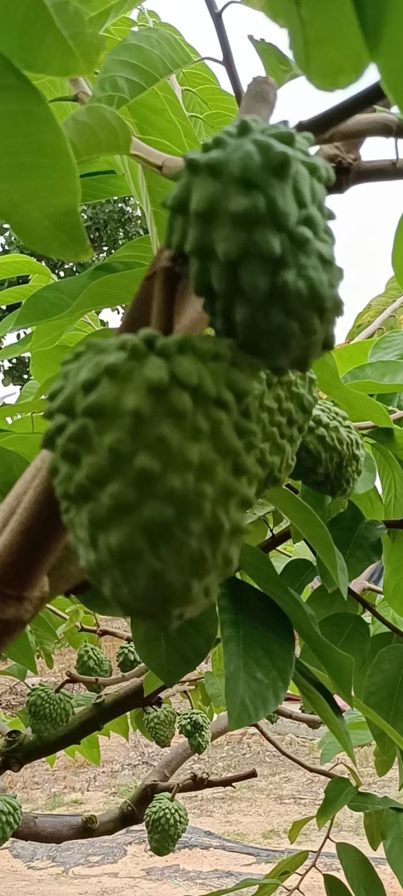 【释迦果】广东茂名电白释迦牟尼果，产地发货质量保证