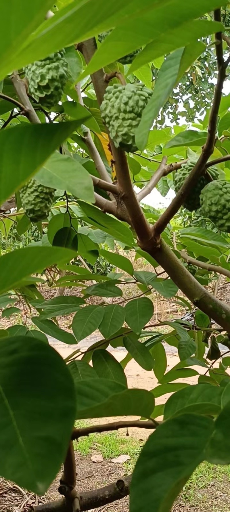 【释迦果】广东茂名电白释迦牟尼果，产地发货质量保证