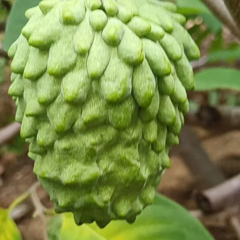 【释迦果】广东茂名电白释迦牟尼果，产地发货质量保证