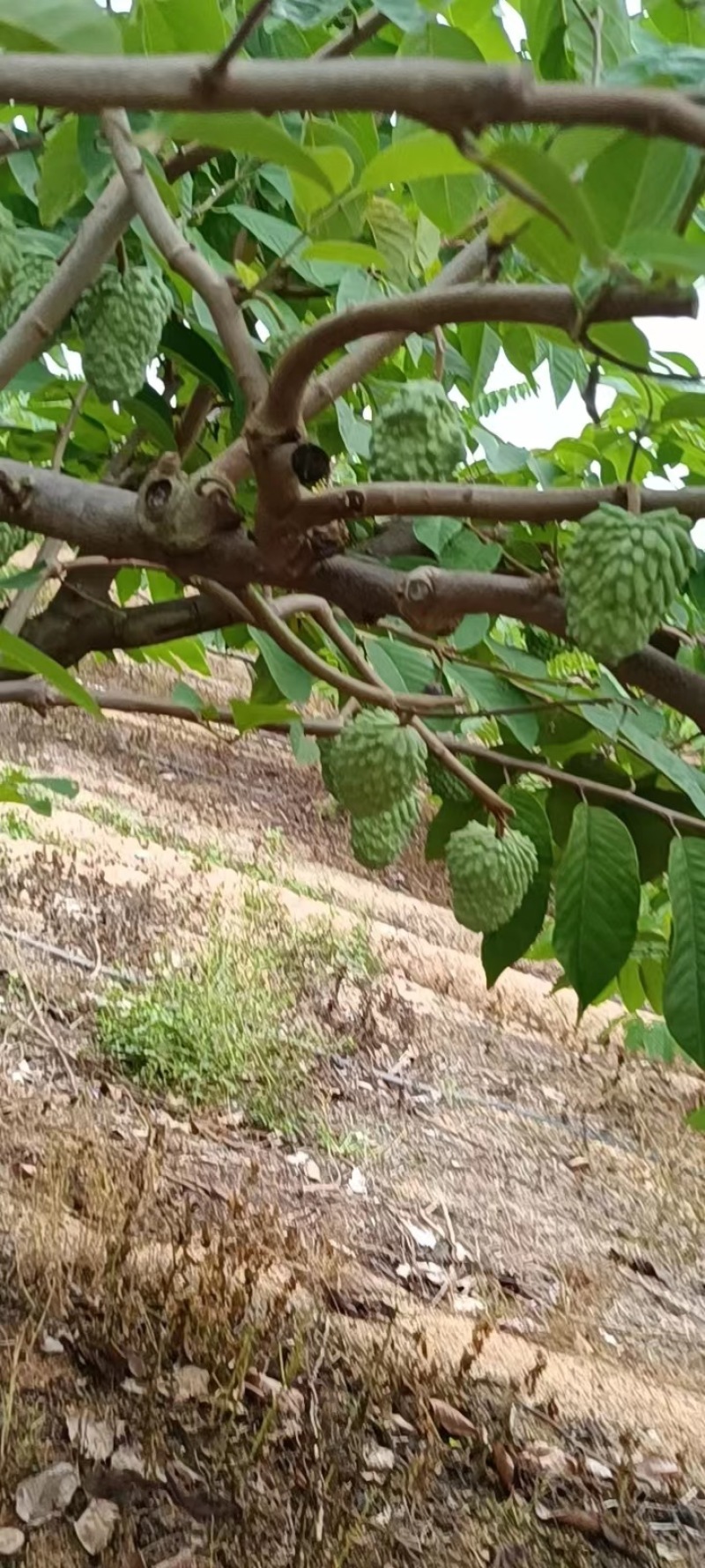 【释迦果】广东茂名电白释迦牟尼果，产地发货质量保证