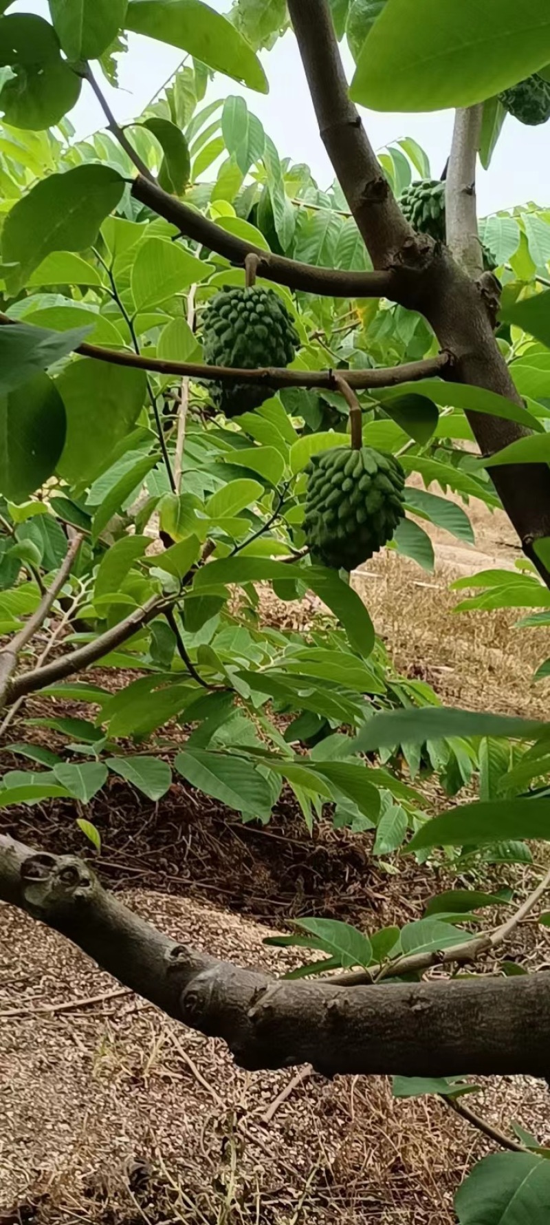 【释迦果】广东茂名电白释迦牟尼果，产地发货质量保证
