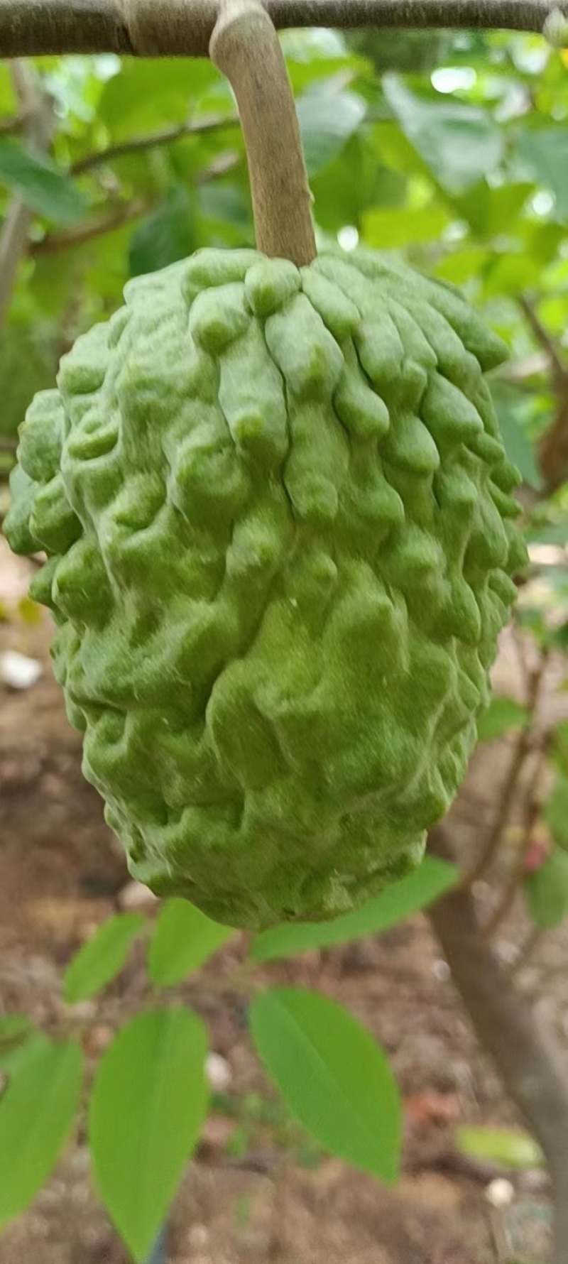【释迦果】广东茂名电白释迦牟尼果，产地发货质量保证