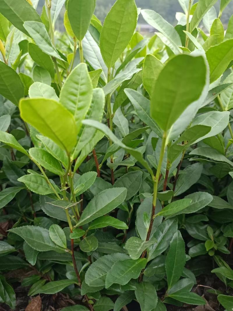 精品福建安吉白茶，奶白茶苗，自家苗圃培育，品种优良质量保证