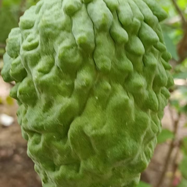 【精品好货】广东释迦果，好吃不贵，产地发货一手货源可批发