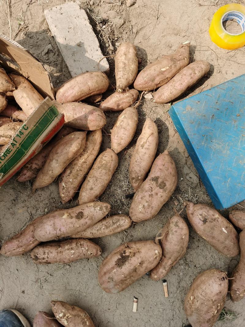 哈蜜红薯产地现货现发一手货源直发量大价优欢迎合作