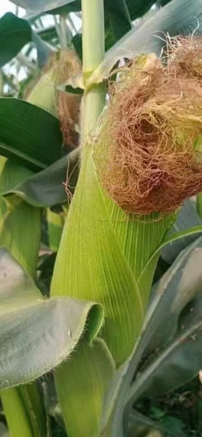 玉米，广西玉米，鲜玉米，花糯玉米，整车发货