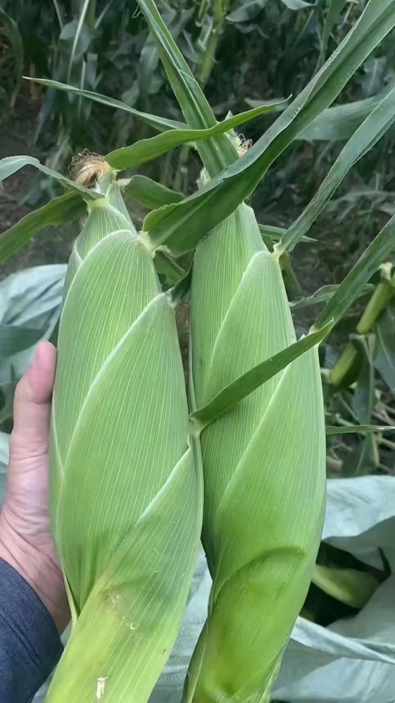 玉米，广西玉米，鲜玉米，花糯玉米，整车发货