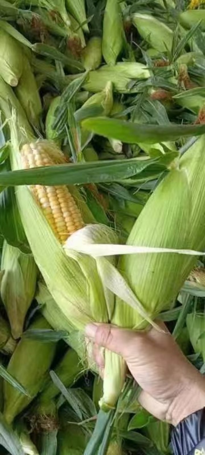 玉米，广西玉米，鲜玉米，花糯玉米，整车发货
