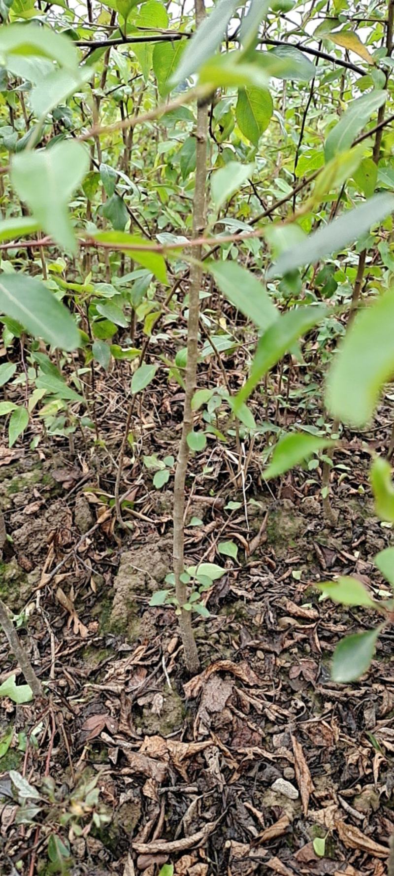 鸟梨苗棠梨苗杜梨苗野梨苗苗场直供现挖现发保湿发货