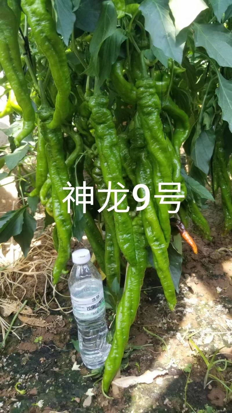 【诚信经营】螺丝椒辣椒苗，牛角辣椒苗，线椒苗，泰国艳红辣椒苗